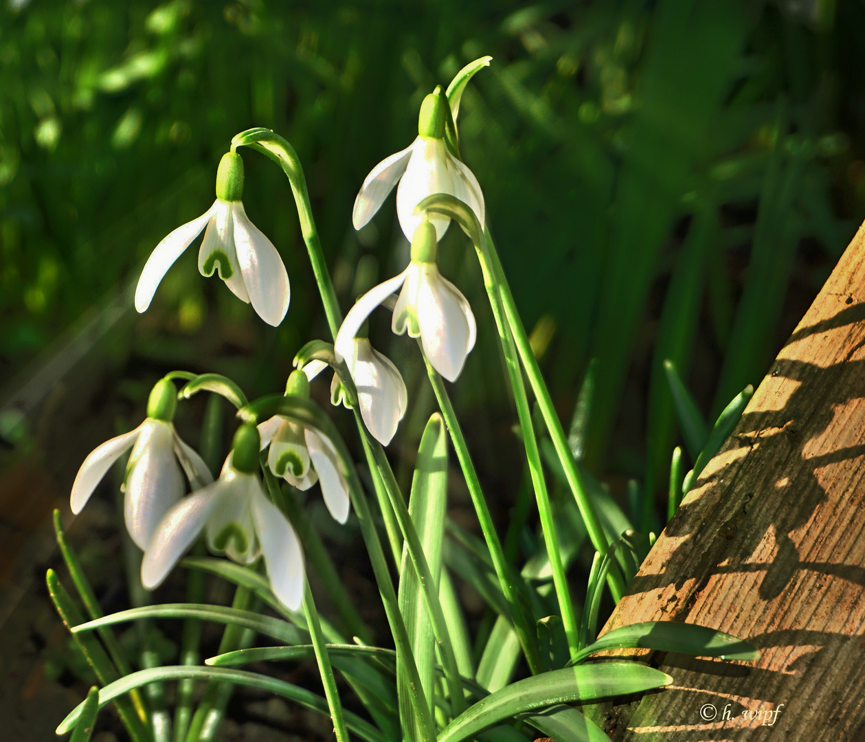 Die ersten Blümchen