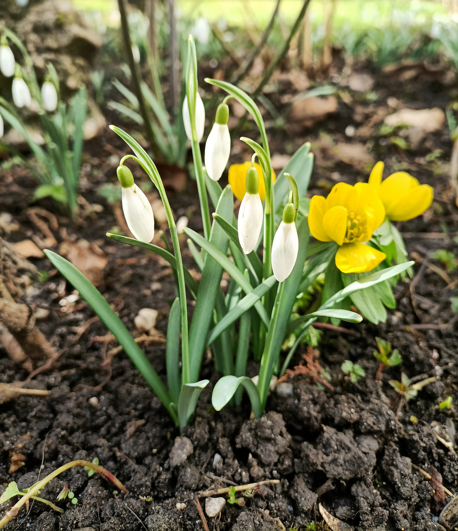 Die ersten Blümchen dieses Jahr in meinem Garten Foto & Bild pflanzen