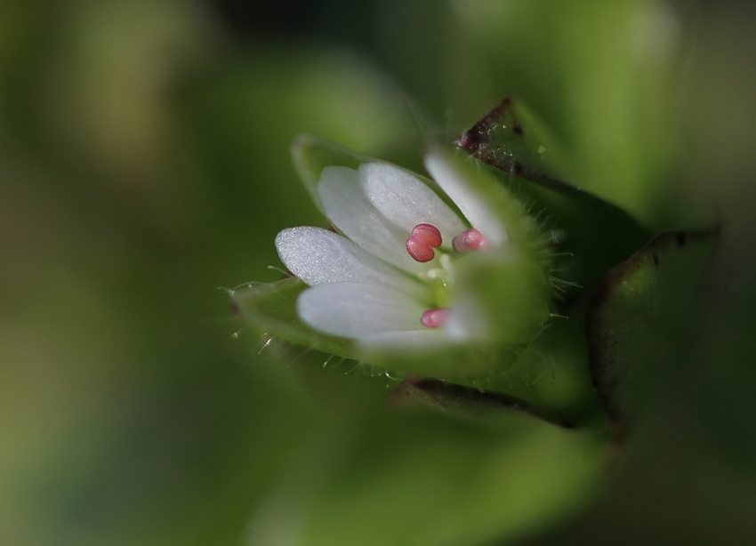 die ersten Blüten ...