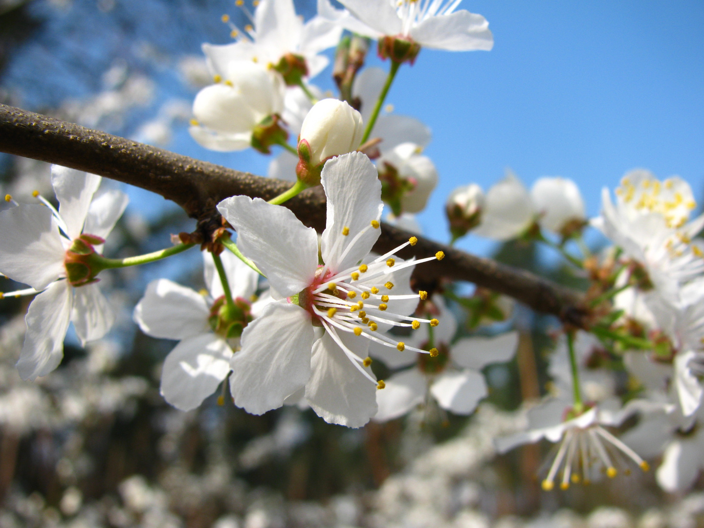 Die ersten Blüten