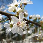 Die ersten Blüten