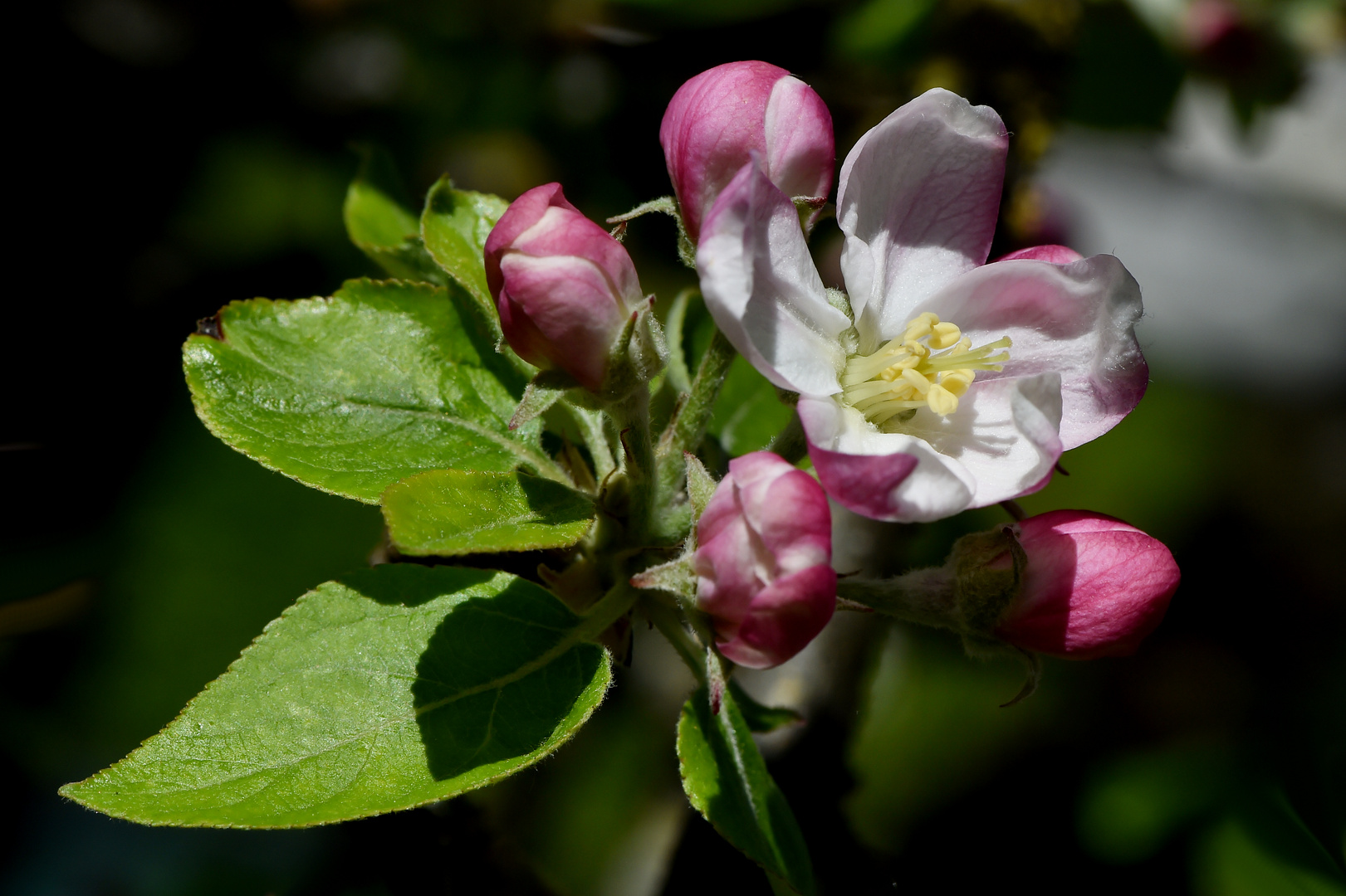 Die ersten Blüten