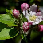 Die ersten Blüten