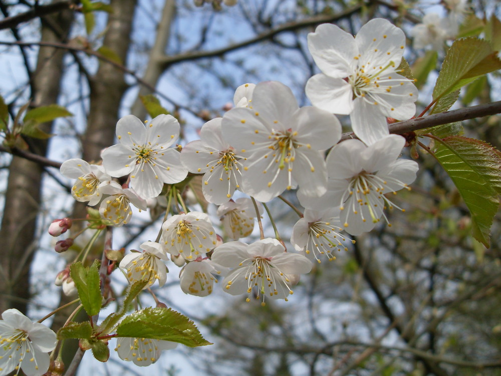 Die ersten Blüten