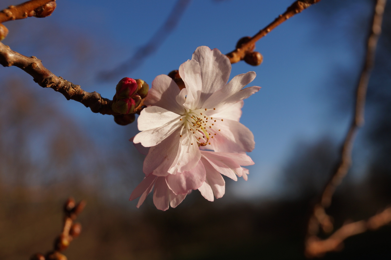 Die ersten Blüten