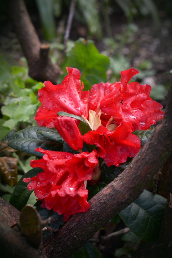 Die ersten Blüten 