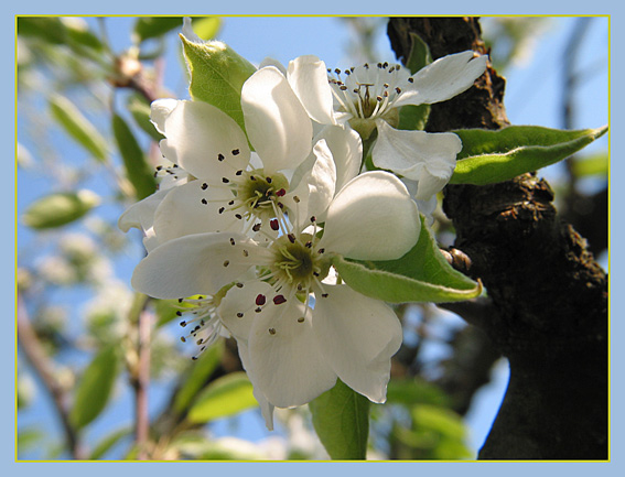 die ersten Blüten