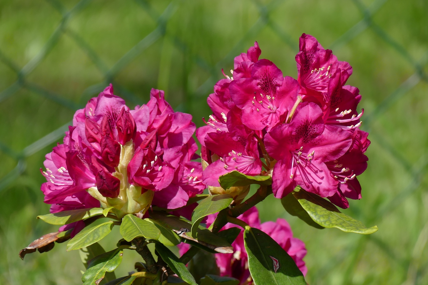 Die ersten Blüten