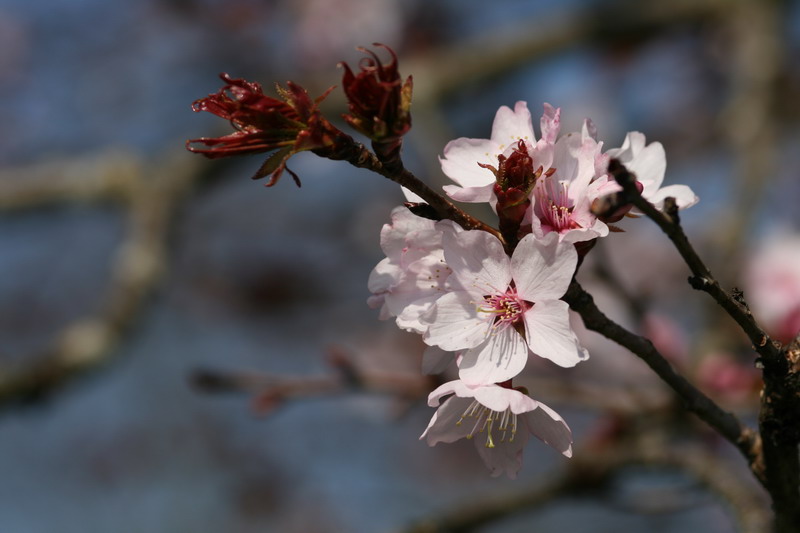 ...die ersten Blüten