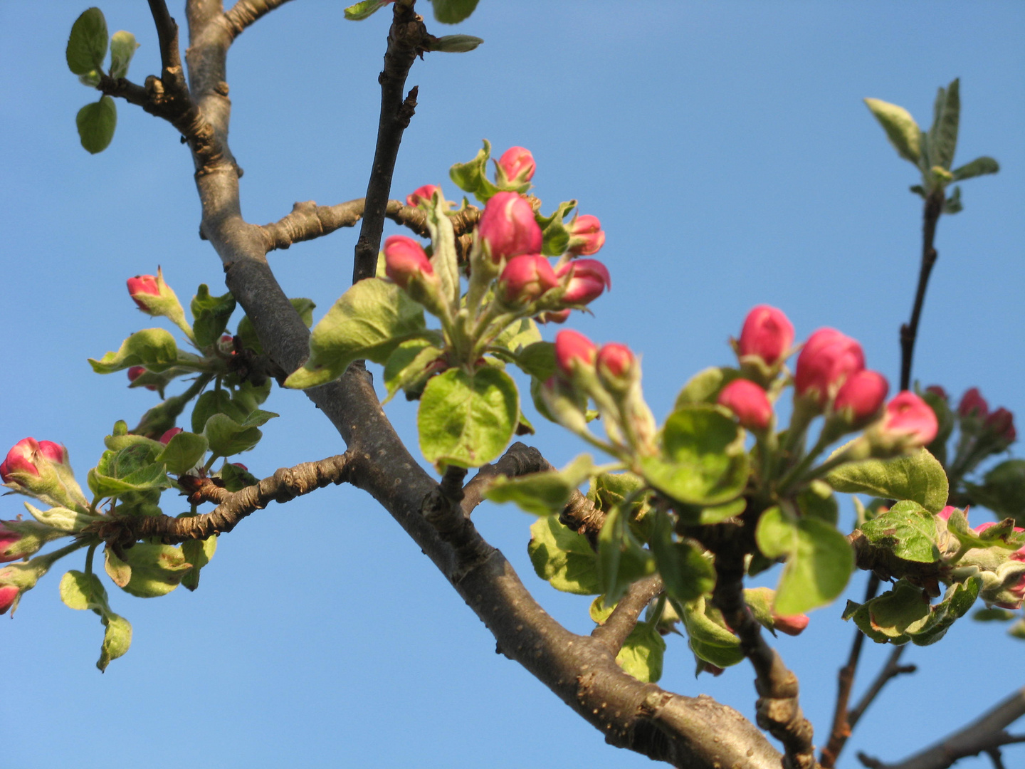 Die ersten Blüten