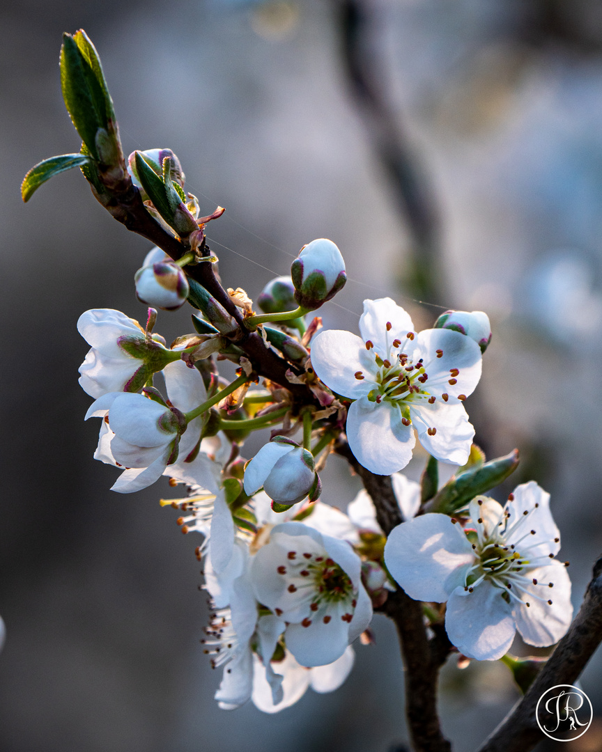 Die ersten Blüten...