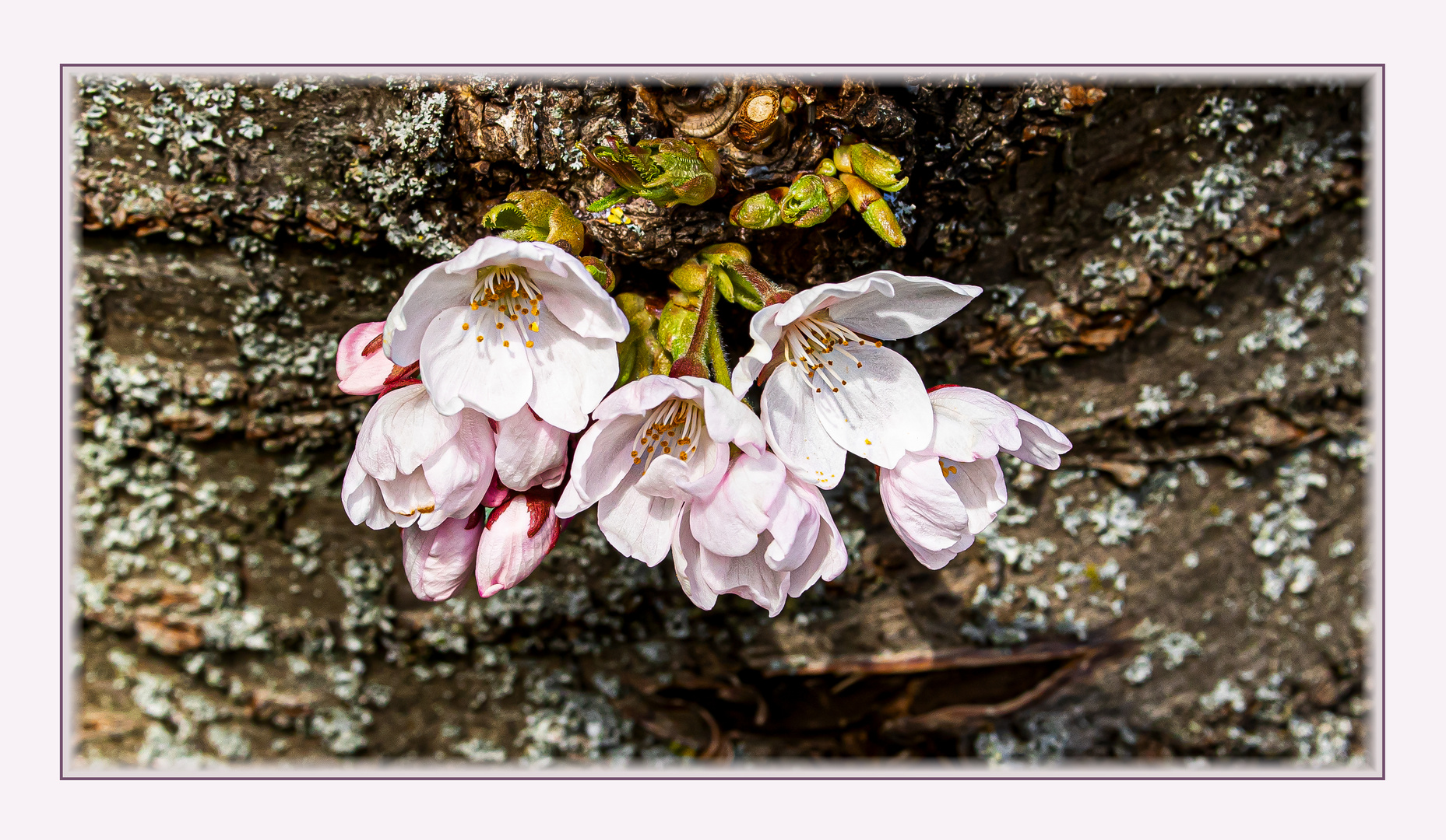 DIE ERSTEN BLÜTEN