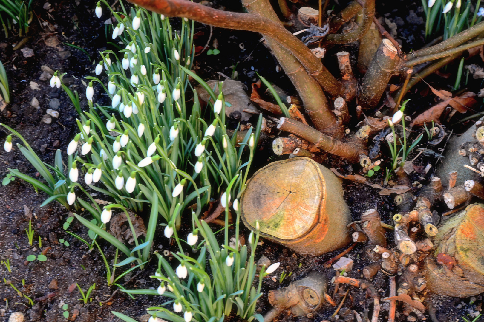 die ersten Blüten