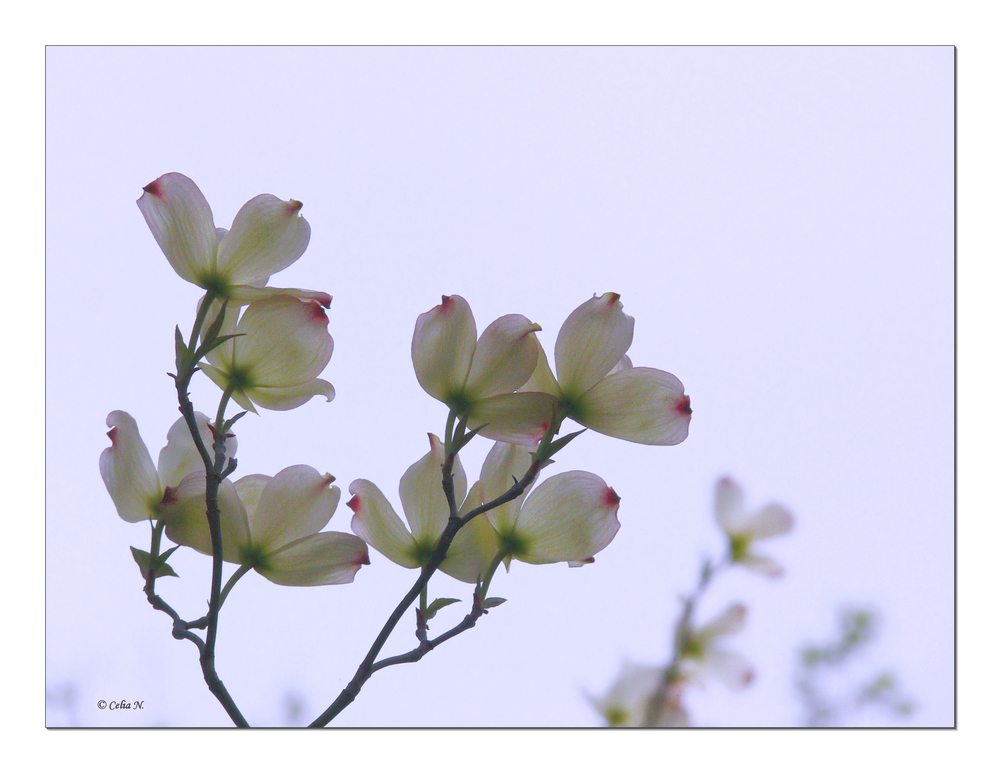 Die ersten Blüten