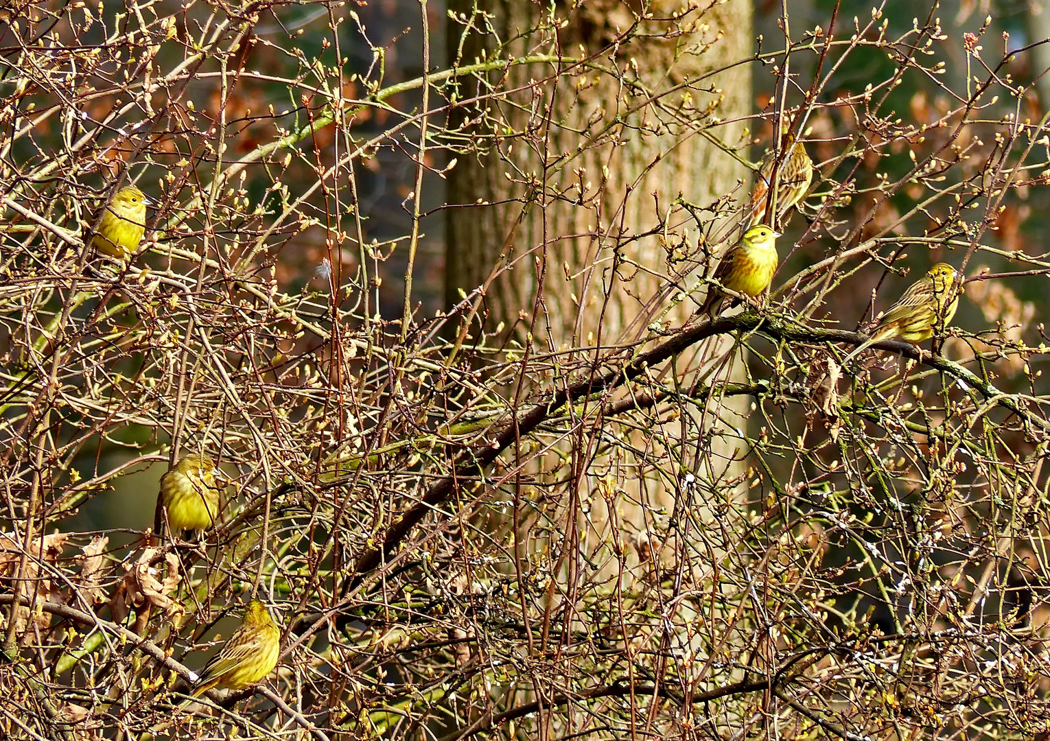 Die ersten Blüten???