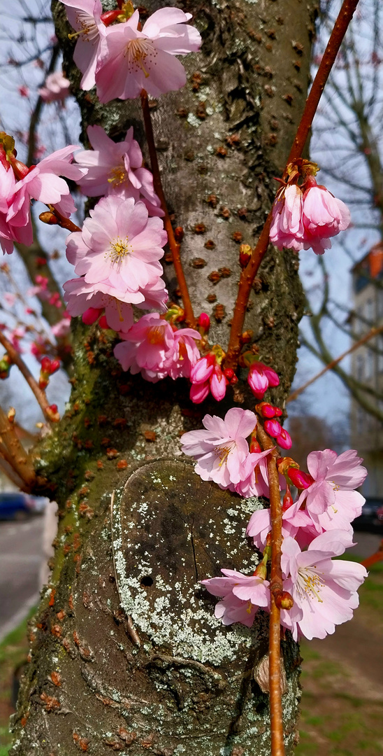 die ersten Blüten am Baum