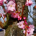 die ersten Blüten am Baum