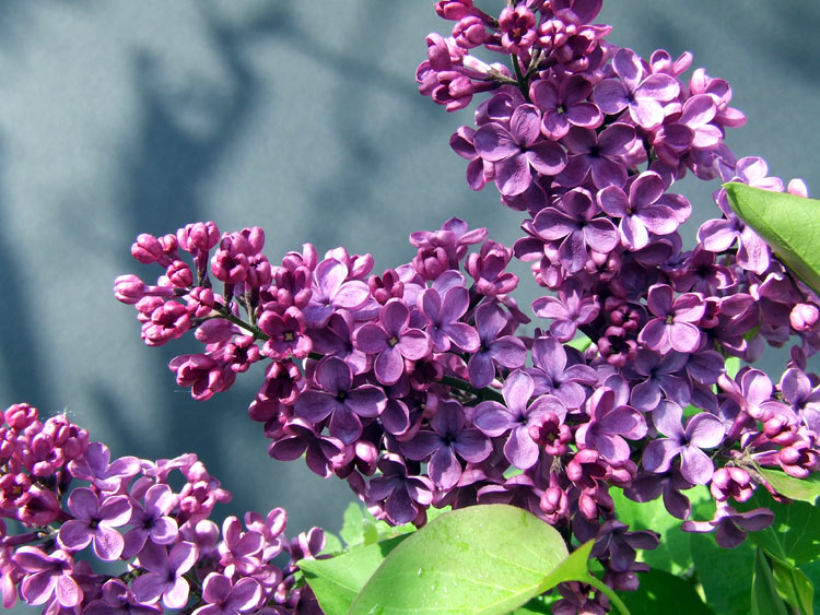 Die ersten Blüten an meinem Bonsai-Flieder