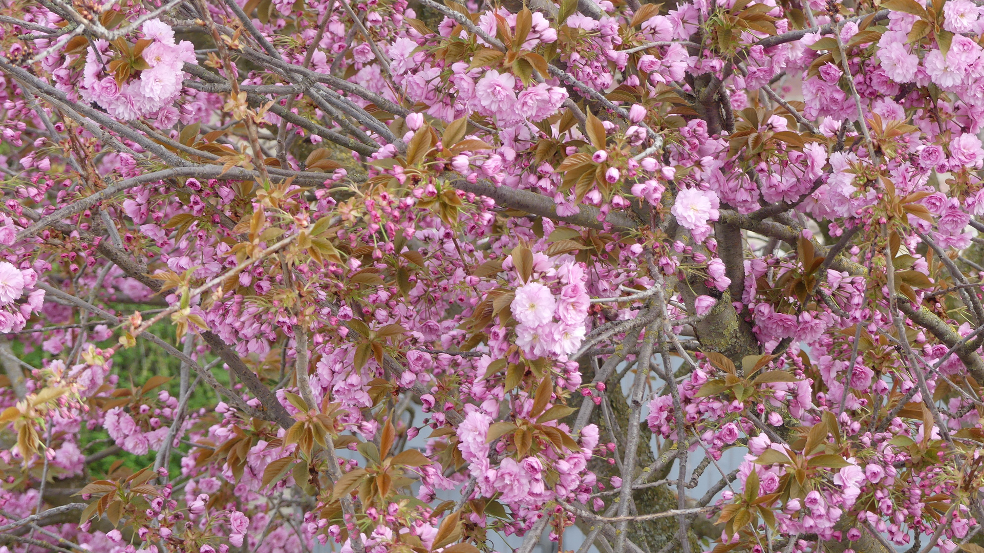 Die ersten Blüten an meiner Japanische Zierkrische