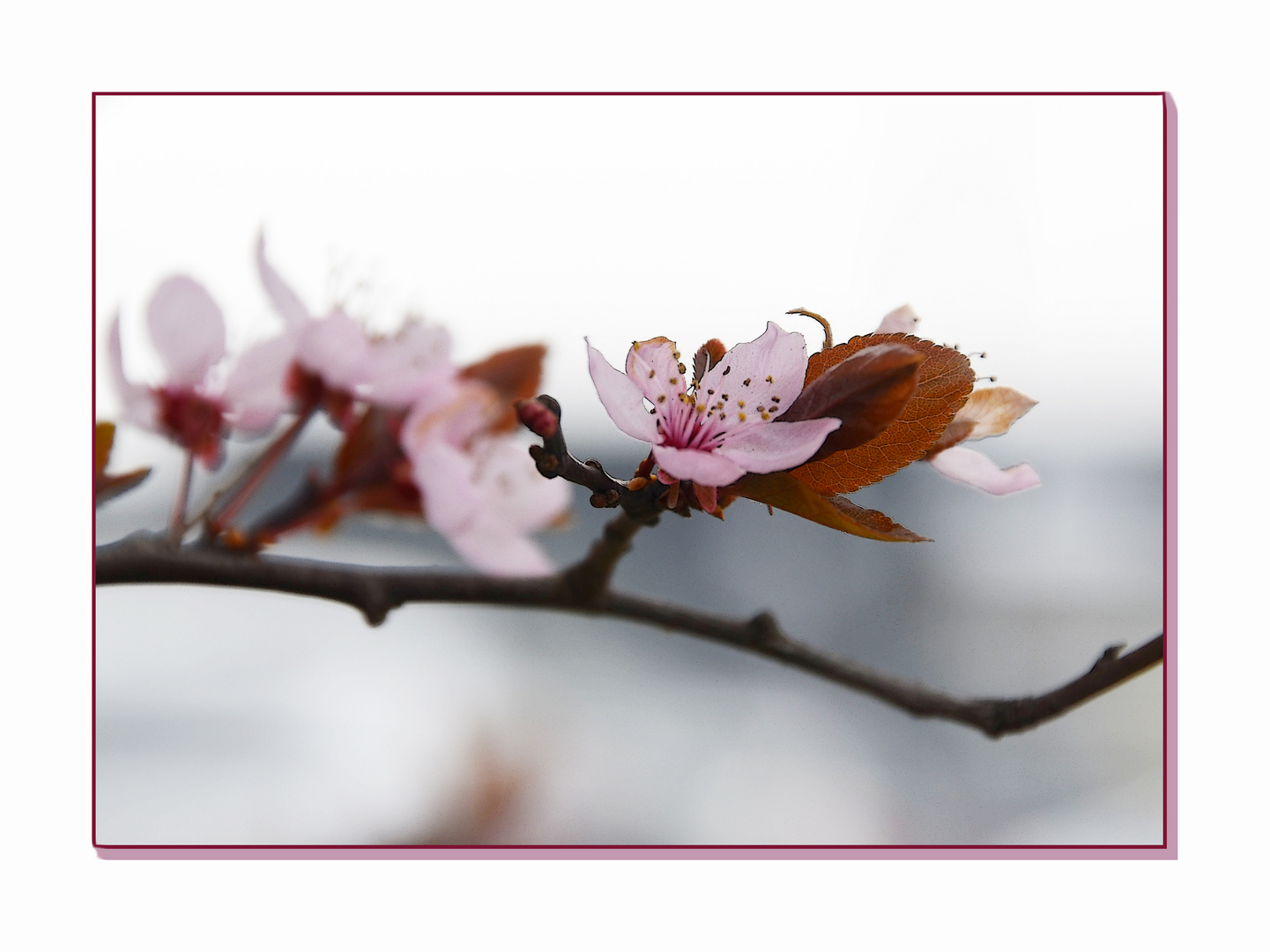 die ersten Blüten