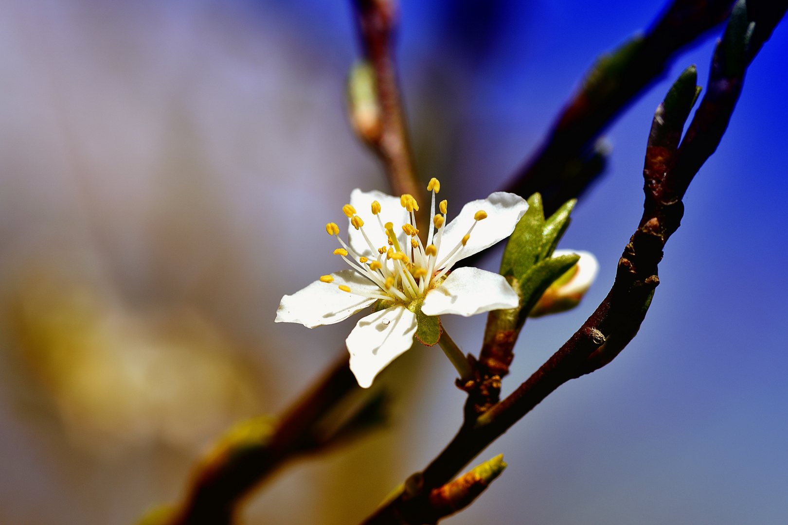 Die ersten Blüten