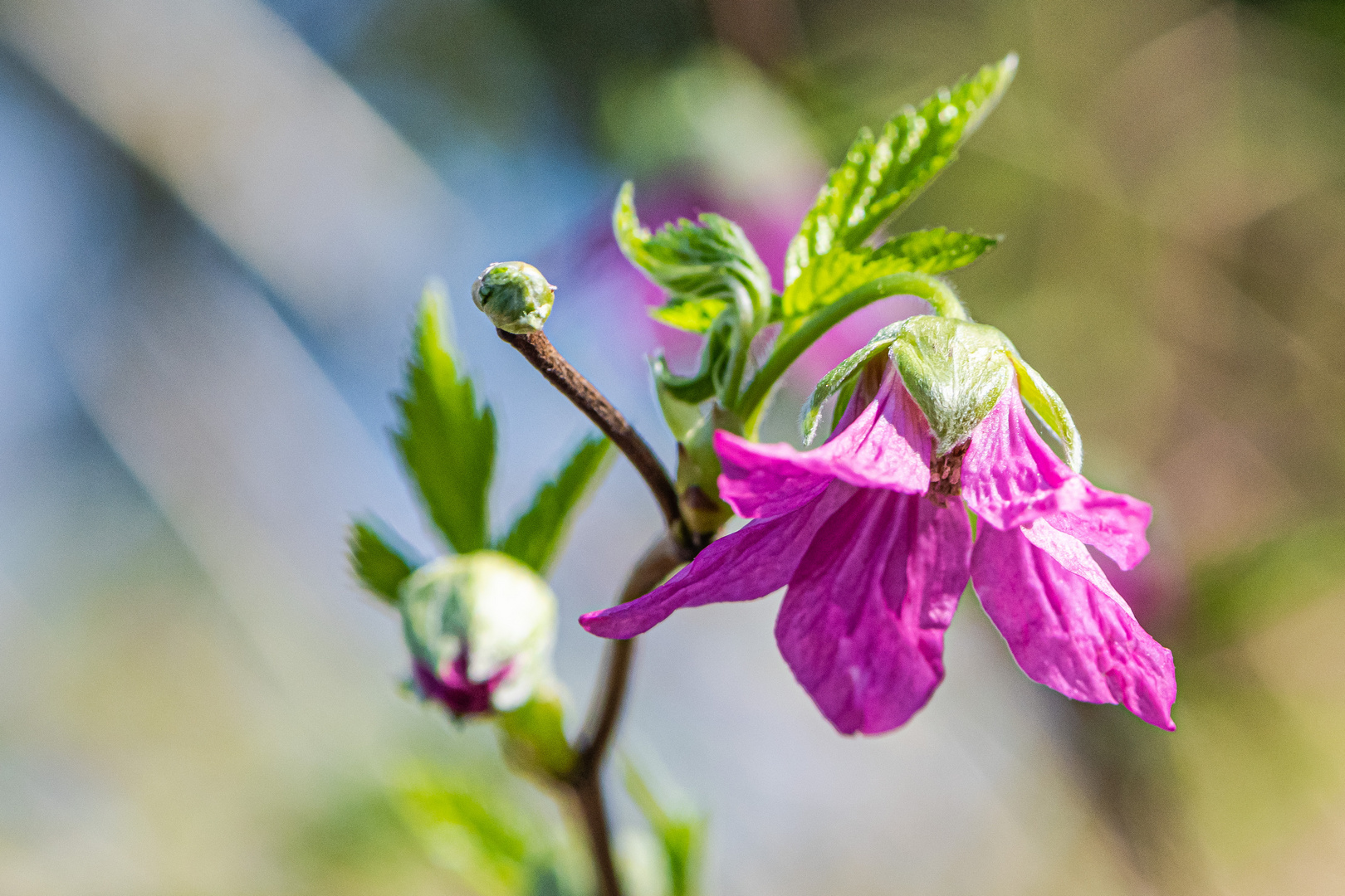 Die ersten Blüten.