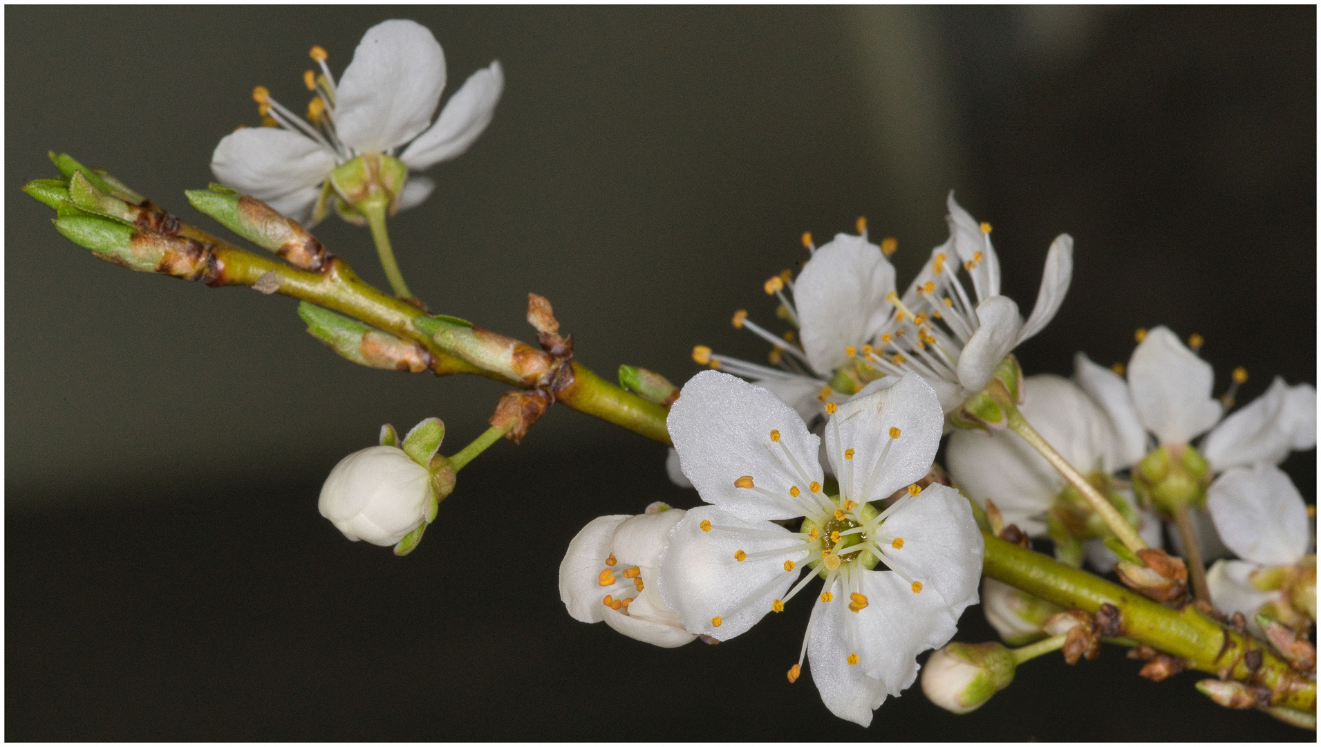 die ersten Blüten