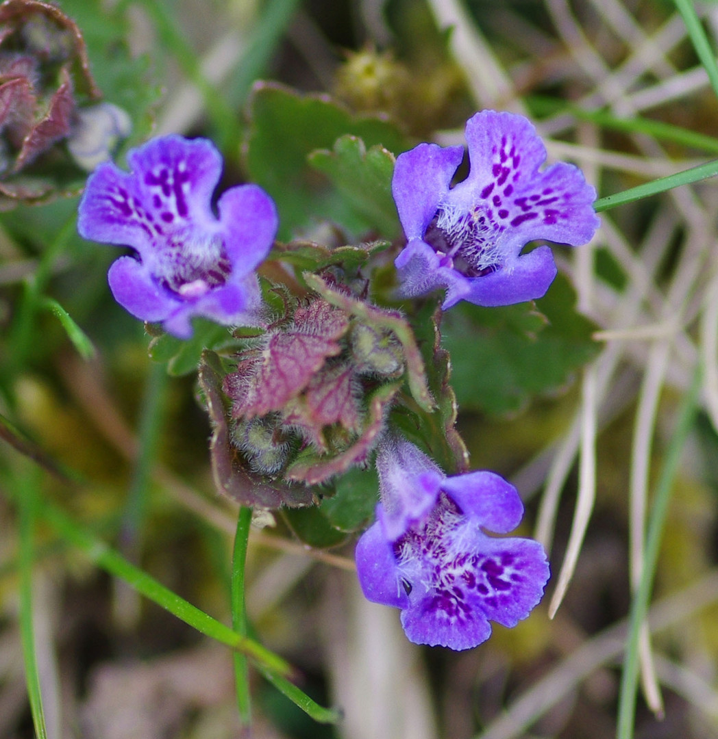 Die ersten Blüten