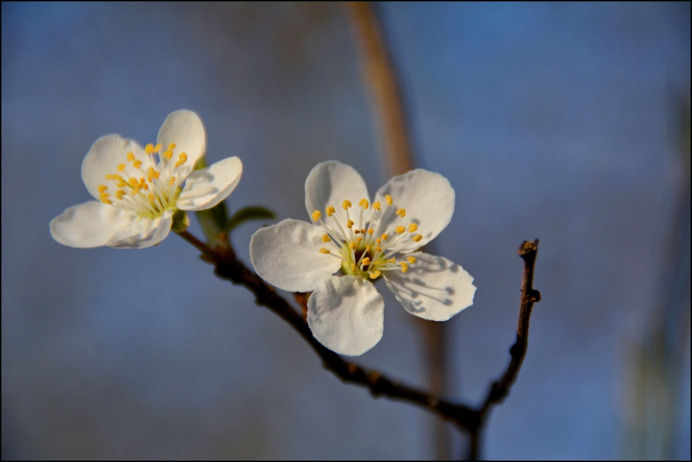 die ersten Blüten.