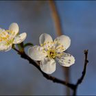 die ersten Blüten.