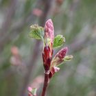 die ersten Blüten der Blutjohannisbeere