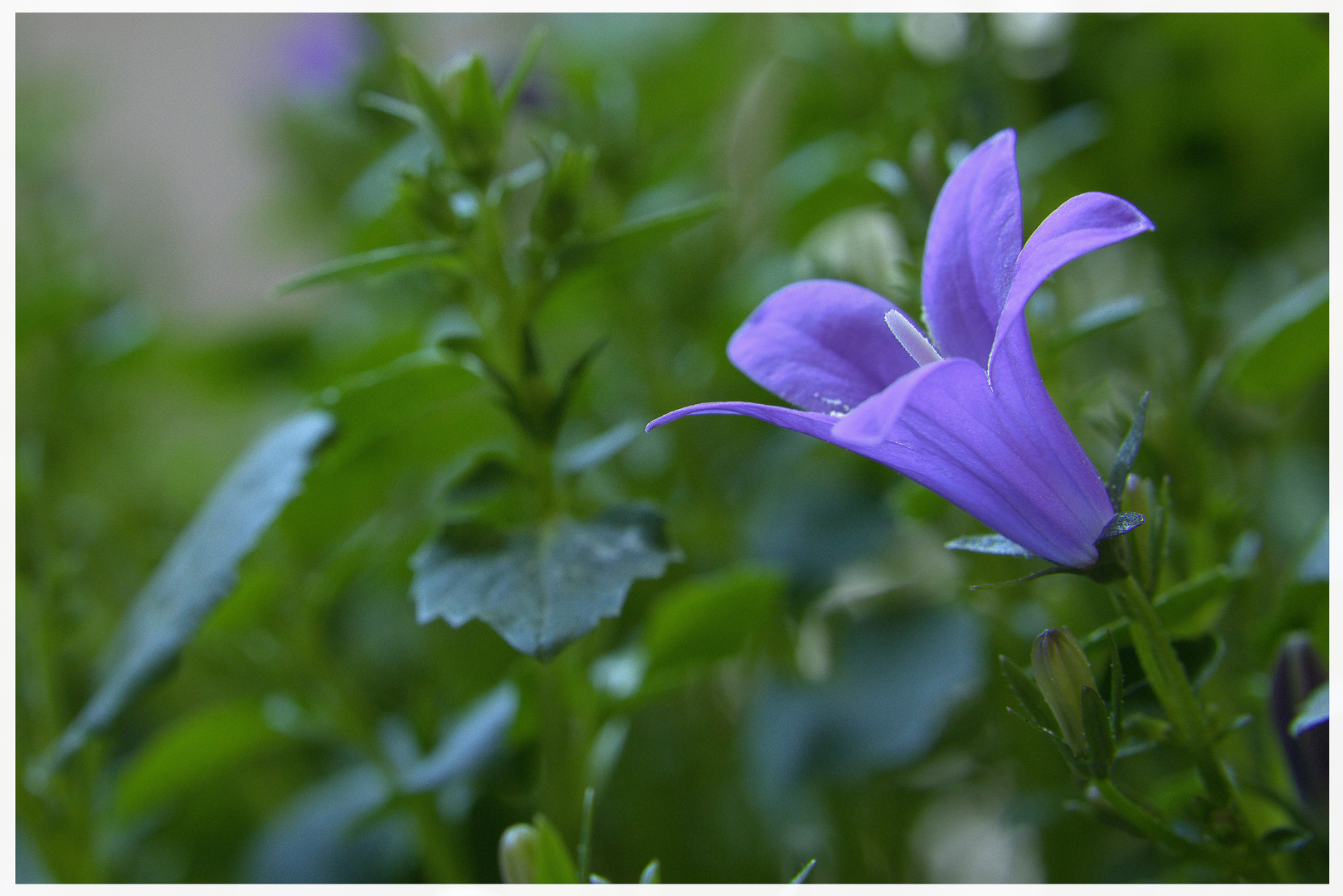 Die ersten Blüten der Glockenblume