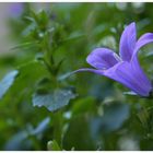 Die ersten Blüten der Glockenblume