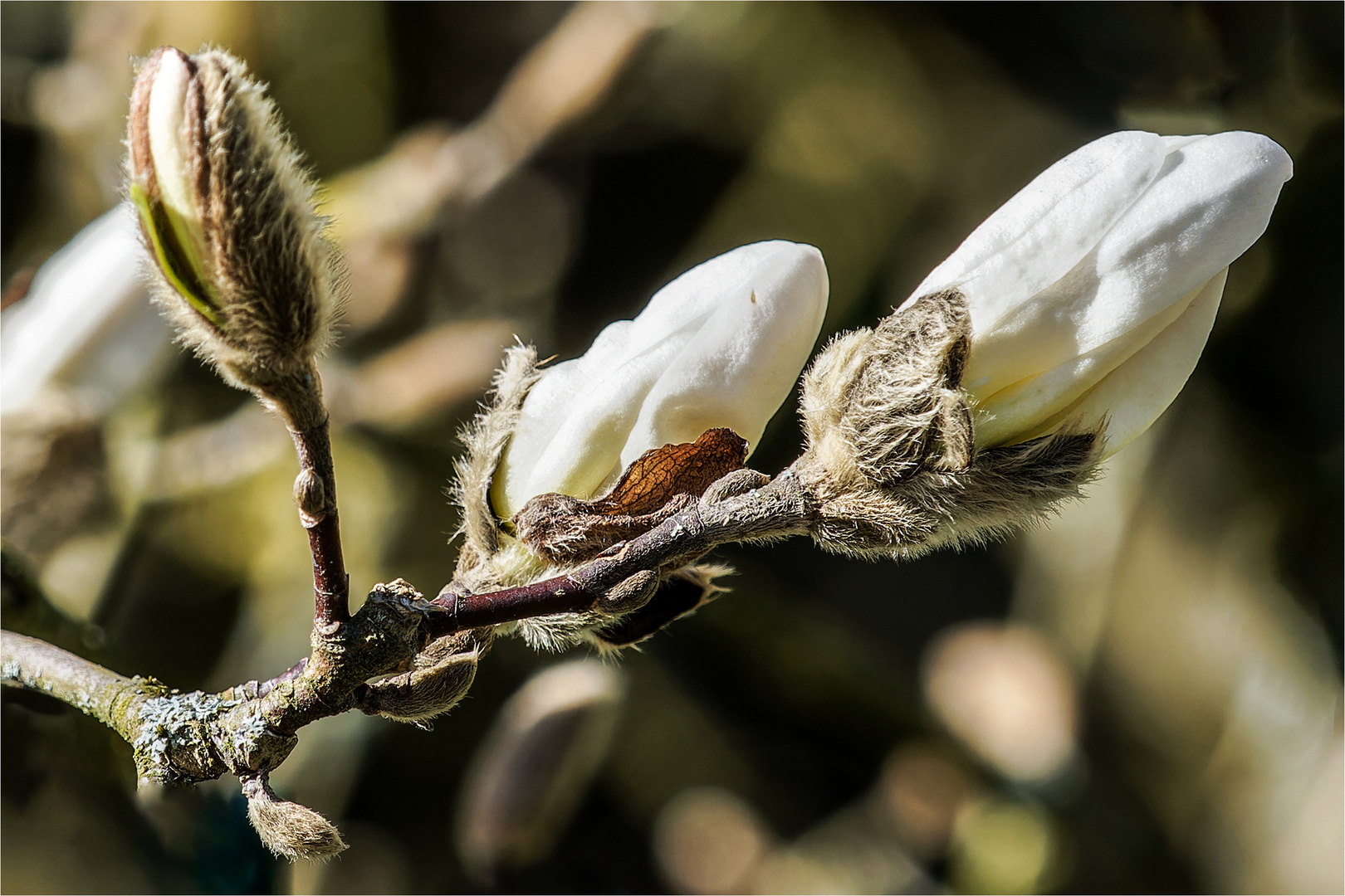 die ersten Blüten der Sternmagnolie öffnen sich  .....