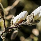 die ersten Blüten der Sternmagnolie öffnen sich  .....