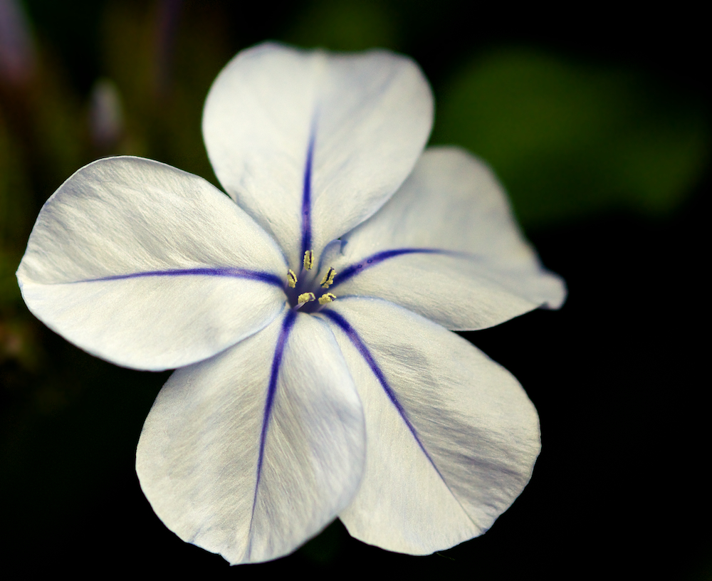 Die ersten Blüten des Bleiwurz sind da