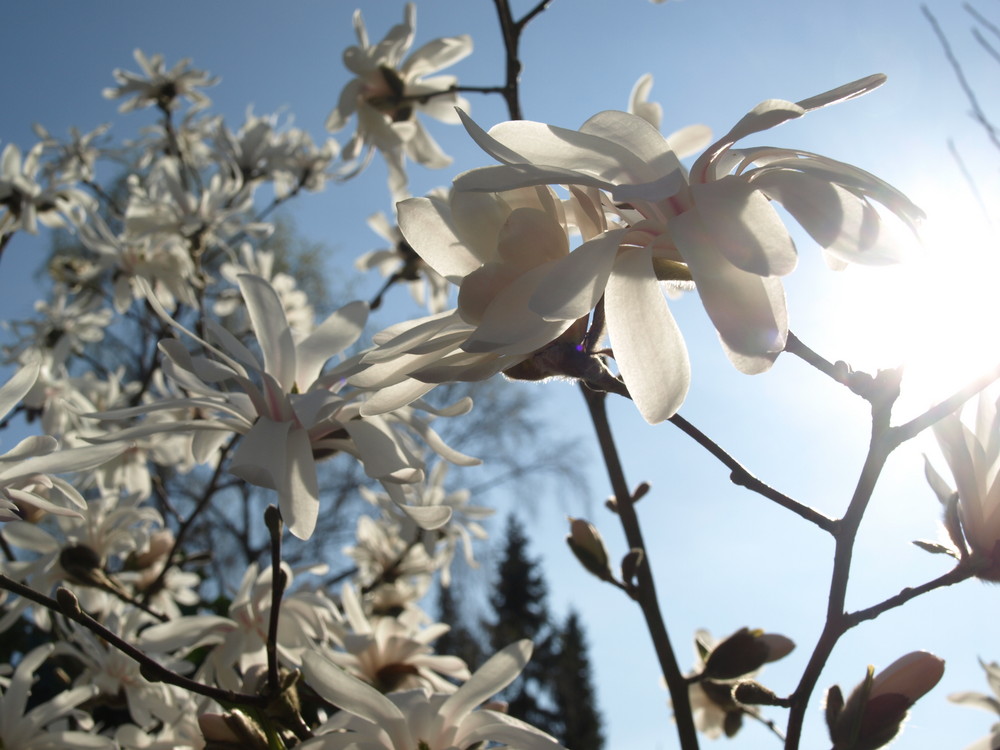 die ersten blüten des frühlings