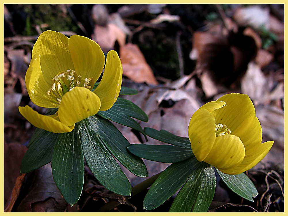 Die ersten Blüten des Jahres