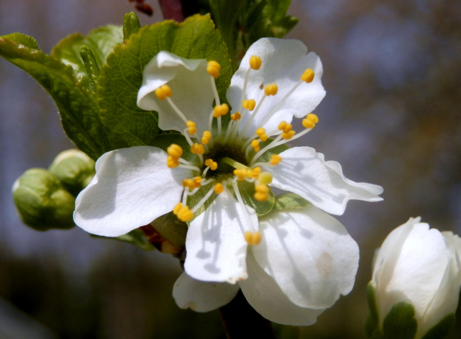 die ersten Blüten des Zwetschgenbaumes