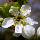 die ersten Blüten des Zwetschgenbaumes