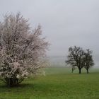 Die ersten Blüten 