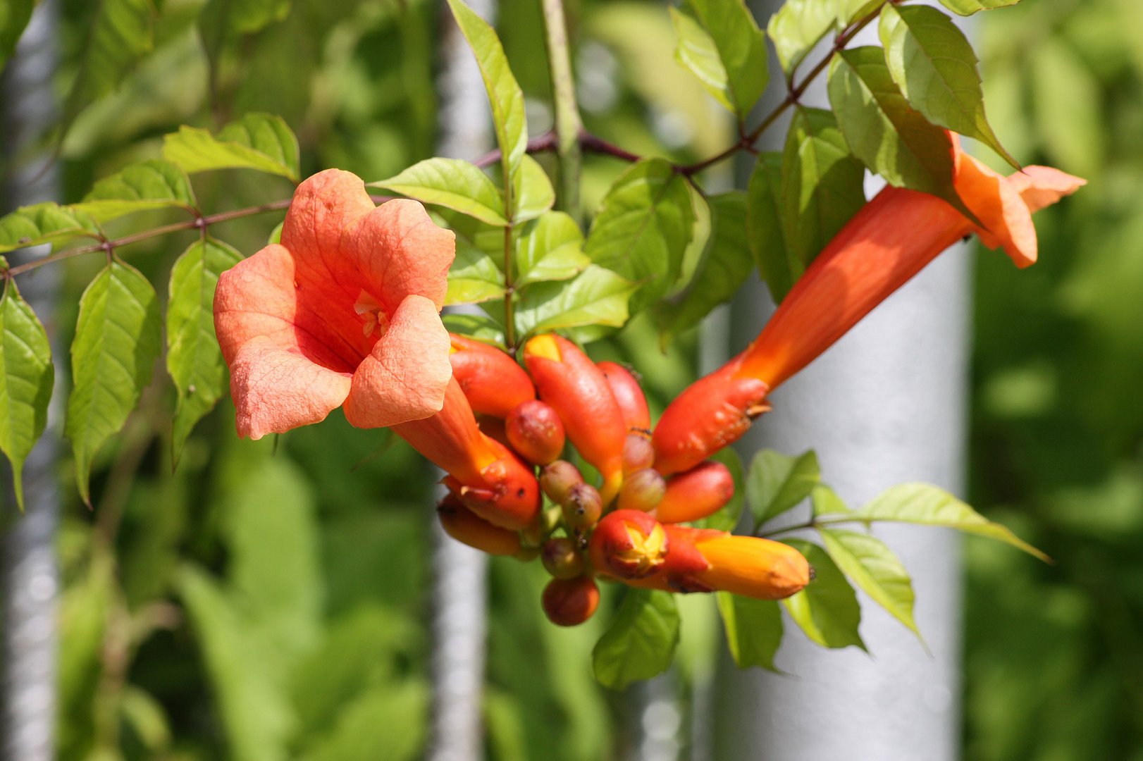 die ersten Blüten dieses Jahr