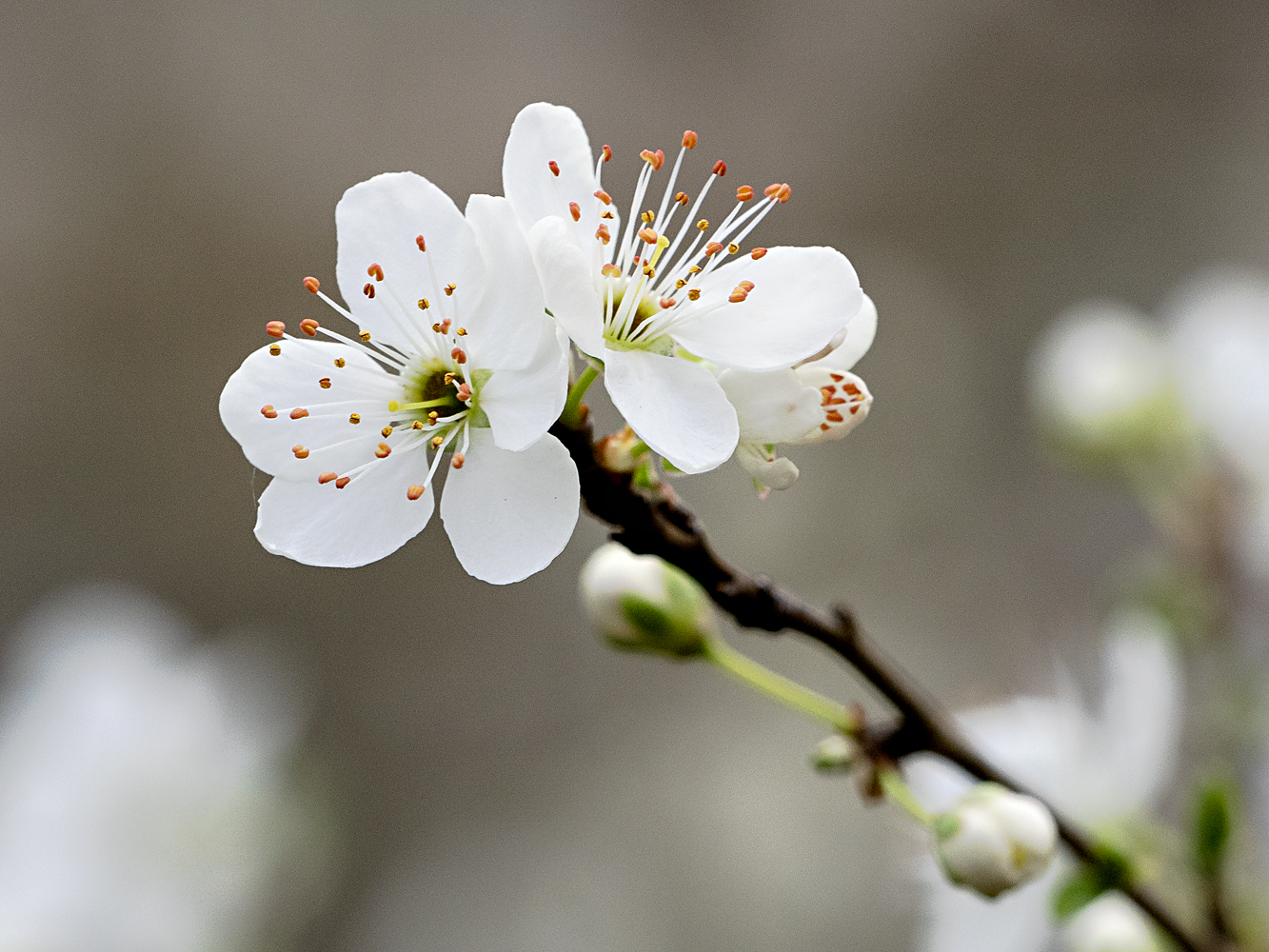 Die ersten Blüten...