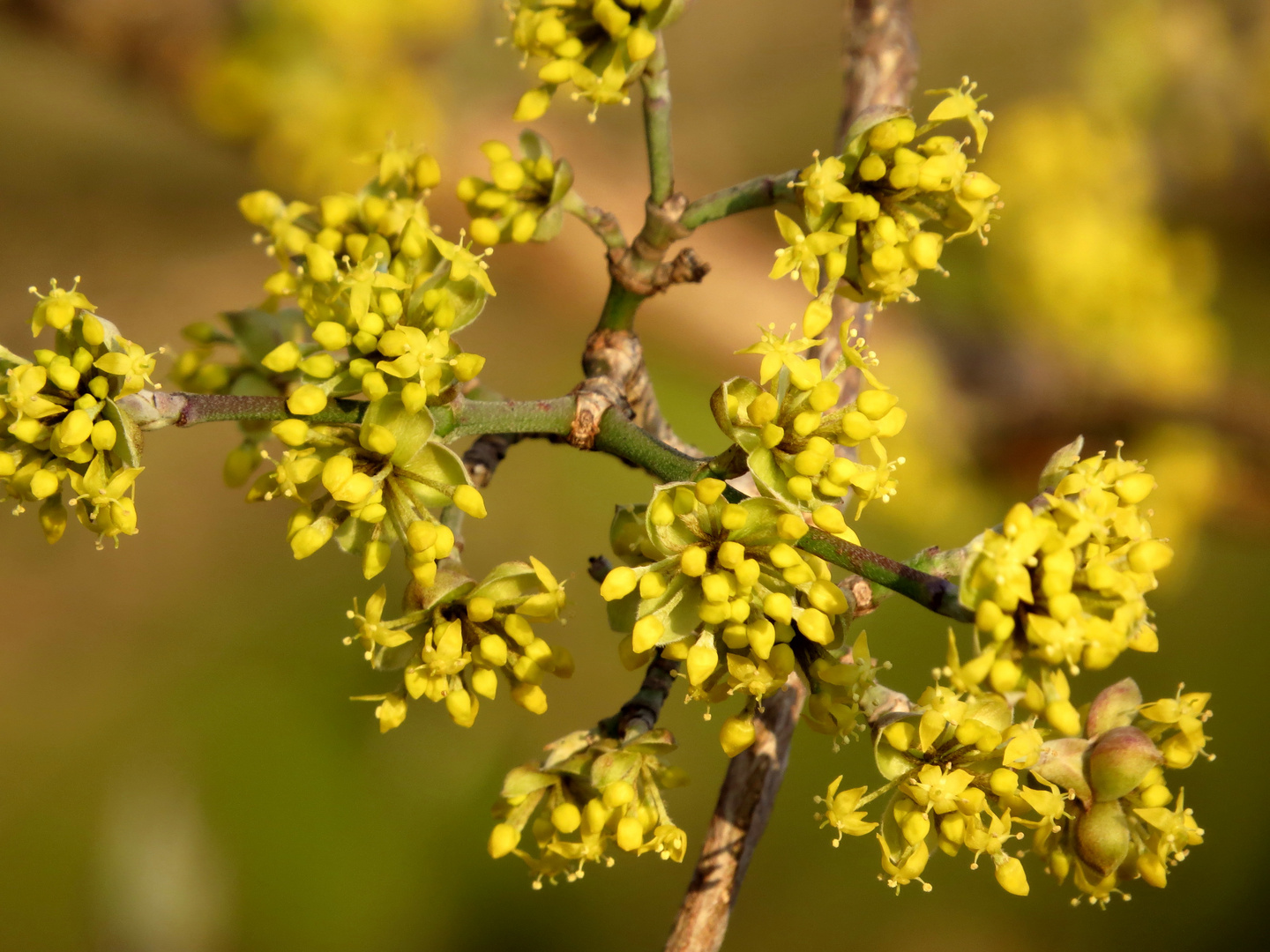 Die ersten Blüten