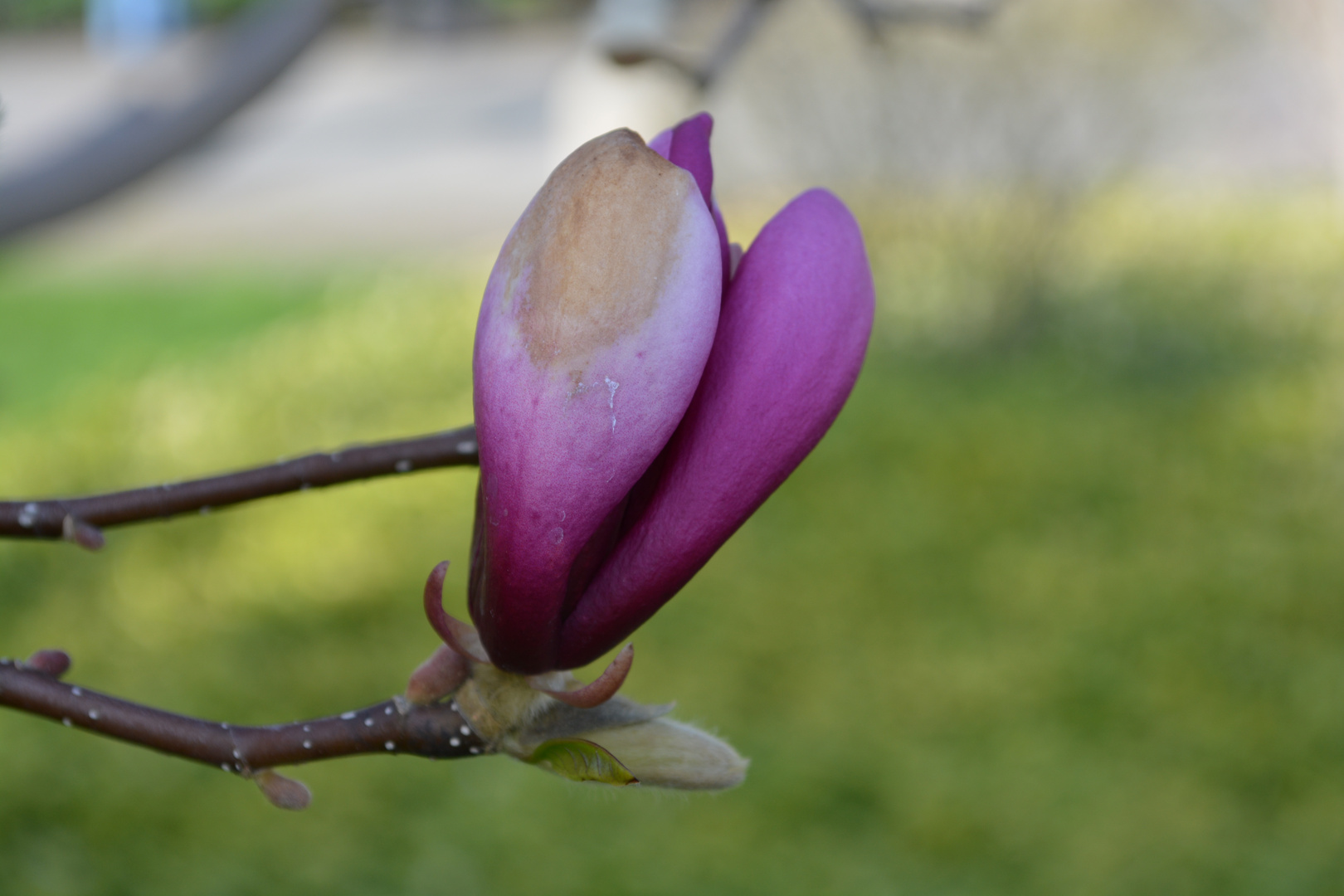 Die ersten Blüten im Frühling