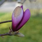 Die ersten Blüten im Frühling