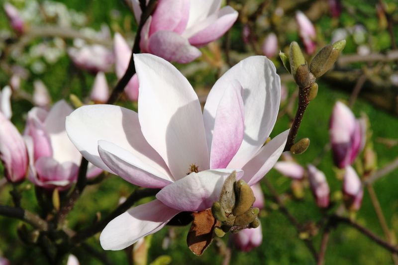 Die ersten Blüten im Garten 2007/2