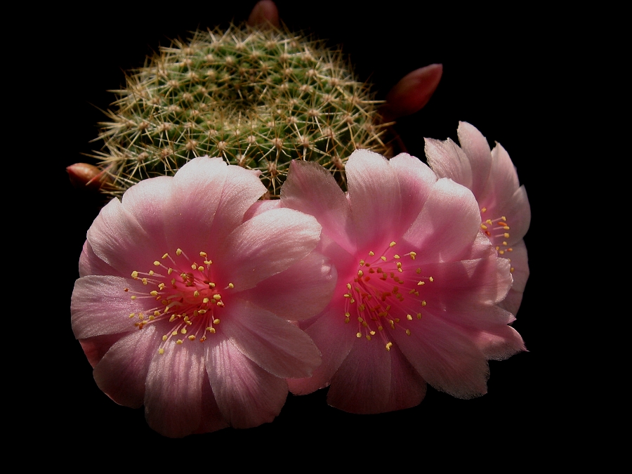 Die ersten Blüten im Jahr 2011