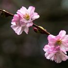 Die ersten Blüten im Schlossgarten Styrum