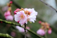 Die ersten Blüten im Skulpturenpark Köln 1